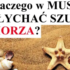 Co naprawdę szumi w muszli? Naukowe wyjaśnienie fenomenu