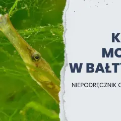 Koniki morskie w Bałtyku? Prawda i bałtycki sobowtór