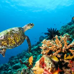 Hurghada nad Morzem Czerwonym: Odkryj podwodny raj Egiptu!