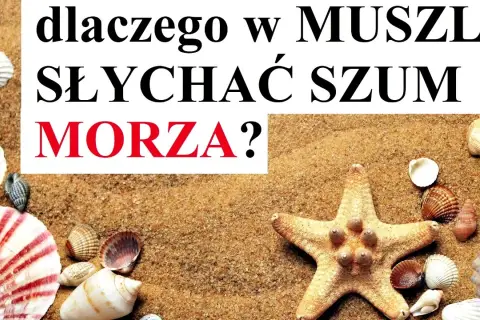Co naprawdę szumi w muszli? Naukowe wyjaśnienie fenomenu