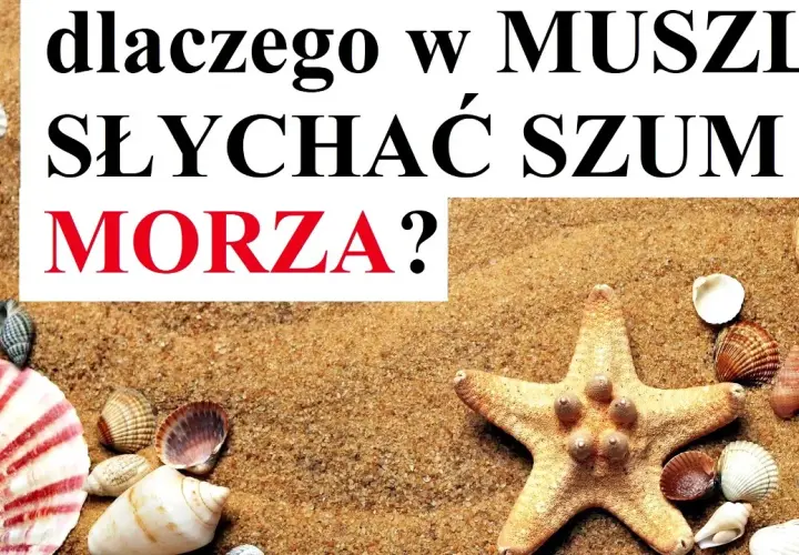 Co naprawdę szumi w muszli? Naukowe wyjaśnienie fenomenu
