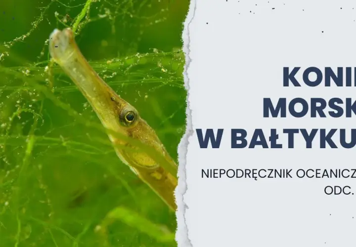 Koniki morskie w Bałtyku? Prawda i bałtycki sobowtór