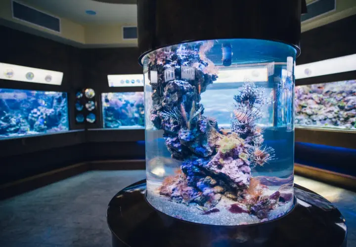 Oceanarium Gdańsk atrakcje: ryby skrzydlice w cylindrycznym akwarium, w tle inne zbiorniki z podwodnym światem.
