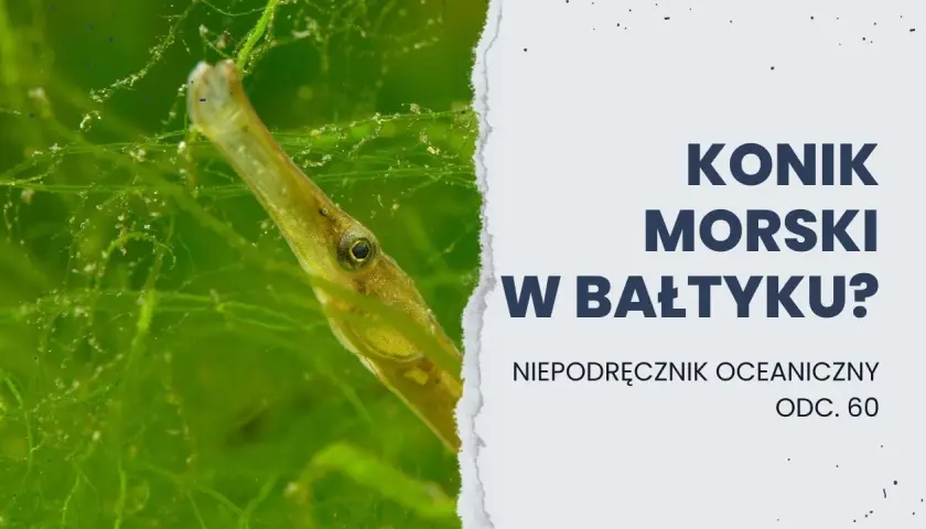 Koniki morskie w Bałtyku? Prawda i bałtycki sobowtór