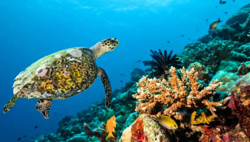 Hurghada nad Morzem Czerwonym: Odkryj podwodny raj Egiptu!