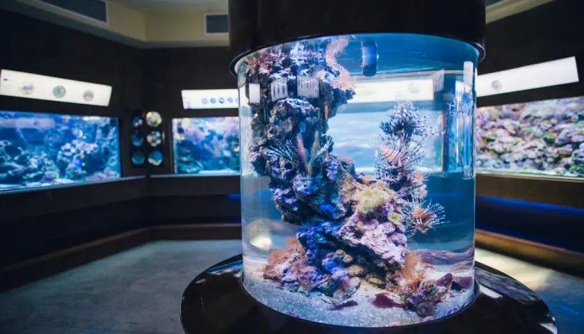 Oceanarium Gdańsk atrakcje: ryby skrzydlice w cylindrycznym akwarium, w tle inne zbiorniki z podwodnym światem.