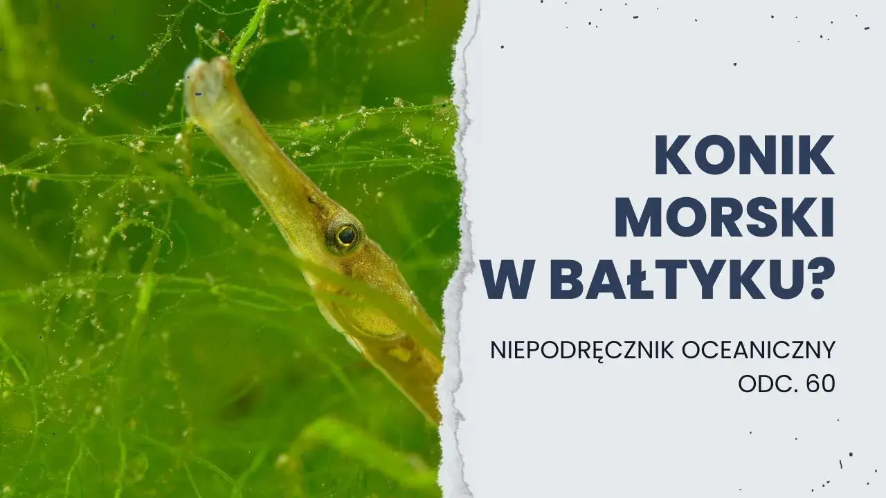 Koniki morskie w Bałtyku? Prawda i bałtycki sobowtór