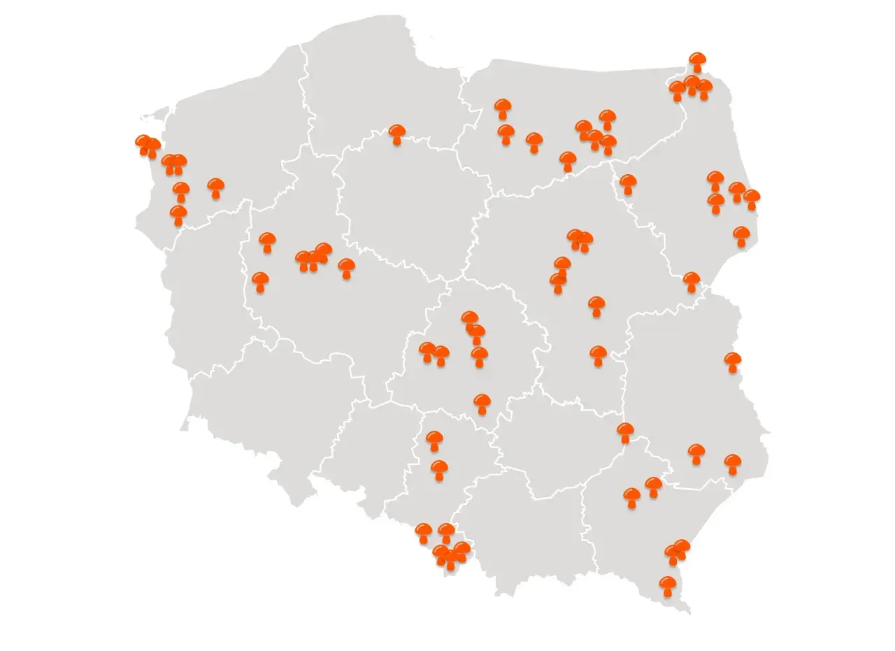 Grzybobranie z noclegiem: Odkryj najlepsze miejsca w Polsce!