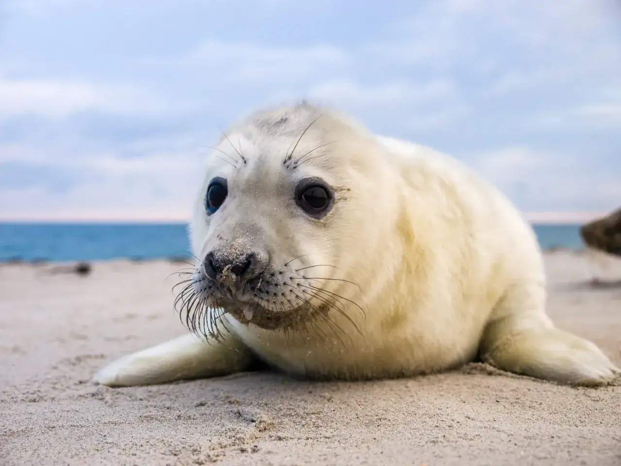 Foki szare Bałtyk, bursztyn na plaży, rośliny wydmowe Bałtyk